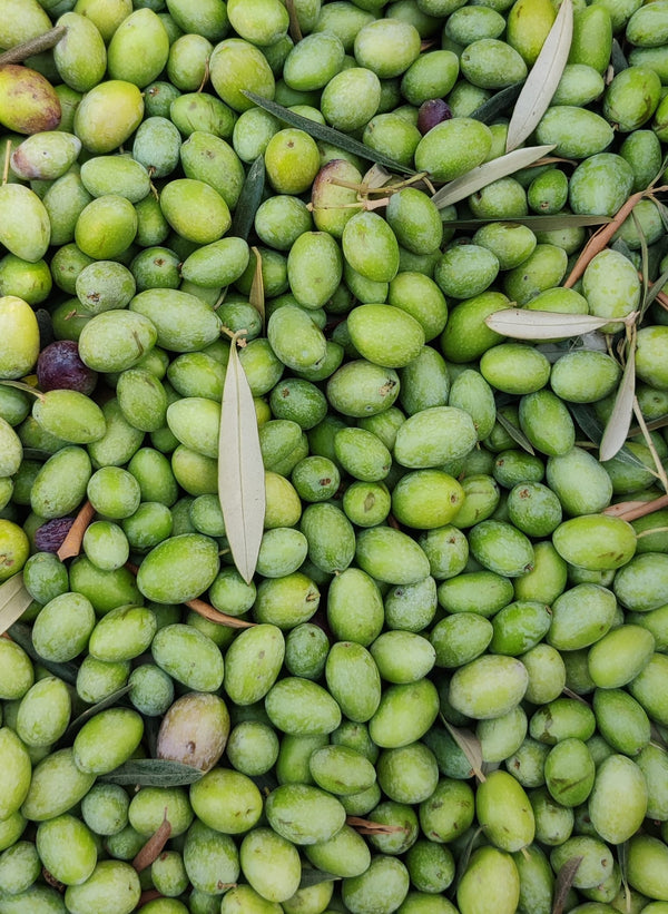 זיתים לכבישה ביתית